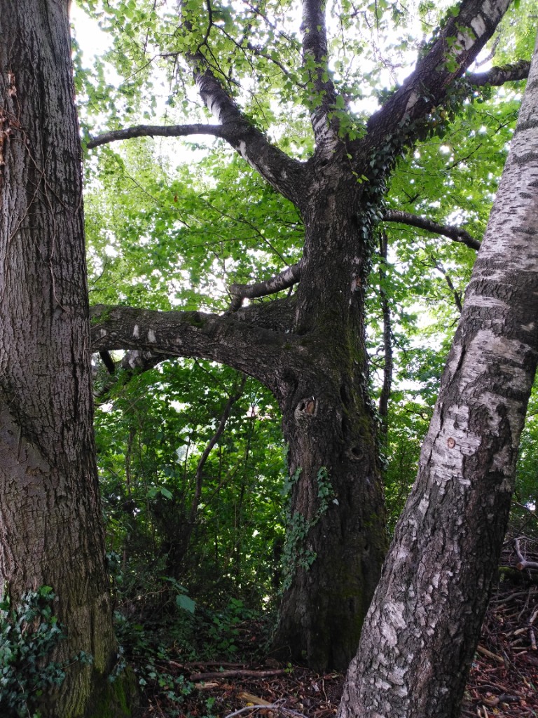Nach schräg hinten geht ein ähnlicher Ausläufer weg