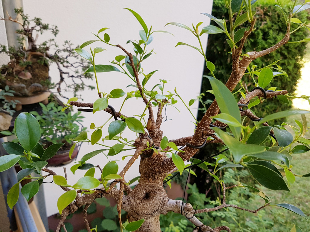 20190703_075158.jpg