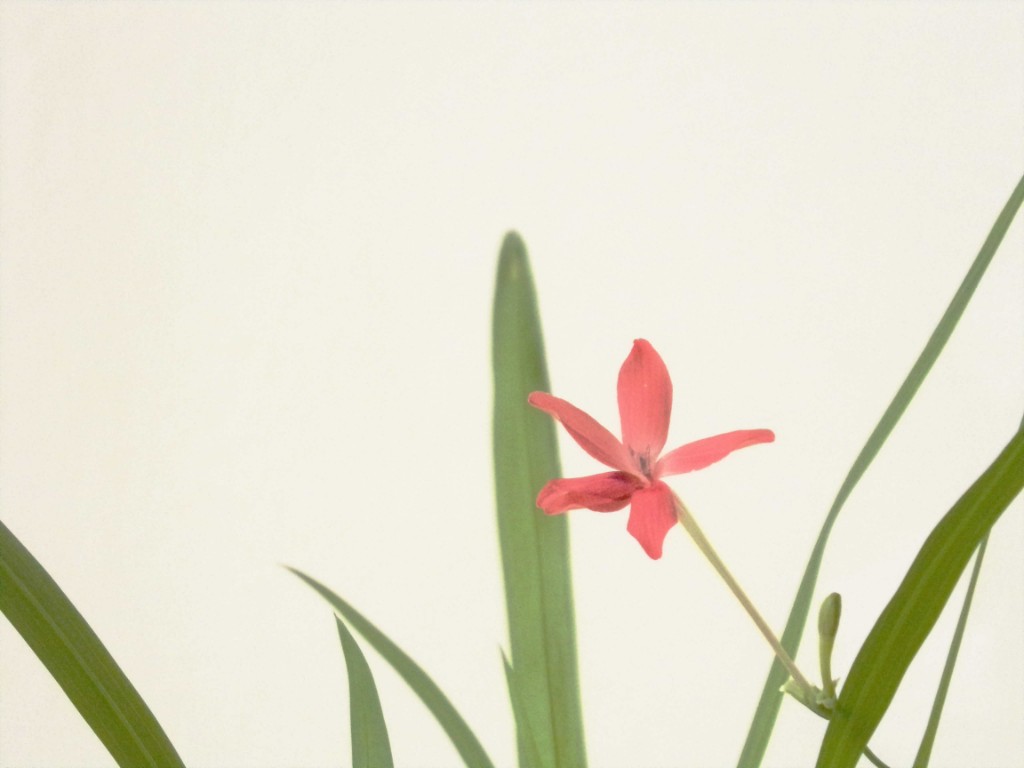 rote kleine Blüte.jpg