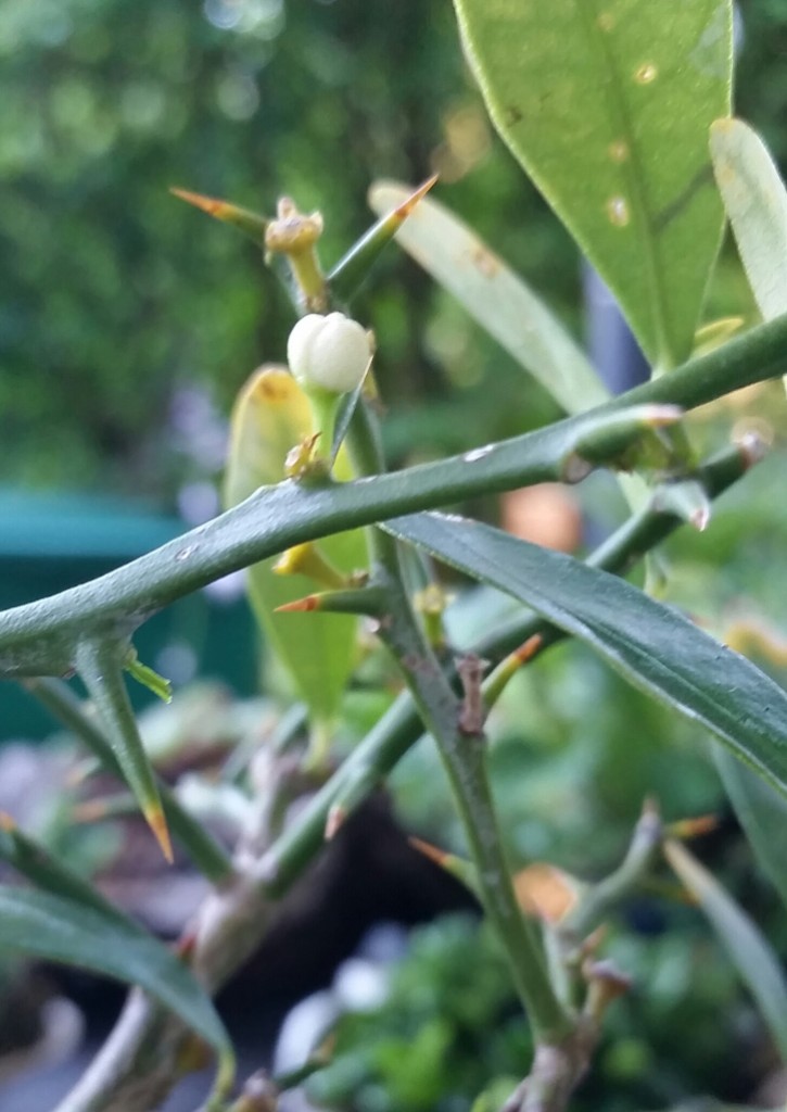 Blüten die noch aufgehen