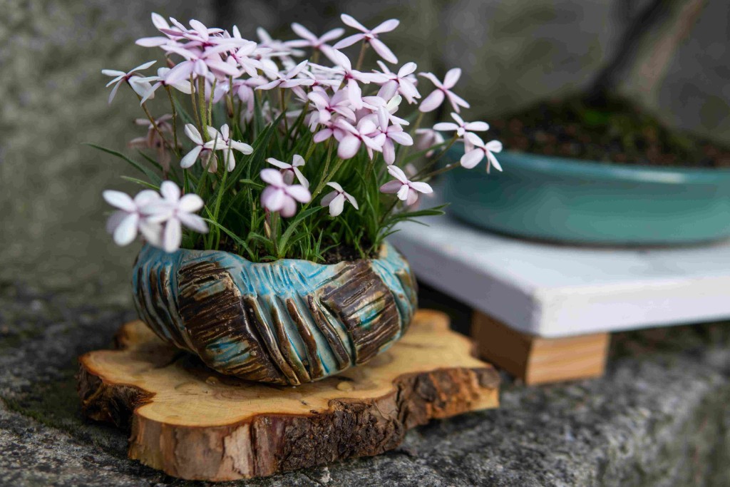 Rhodohypoxis_mit_Katsura_Juni_2019.jpg
