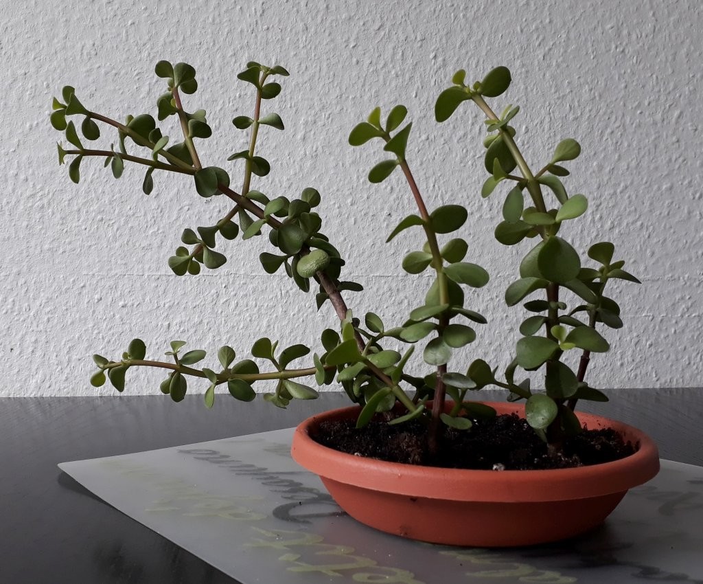 20190707_125854_klein.jpg