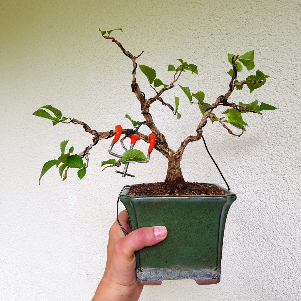 20190707_164916.jpg