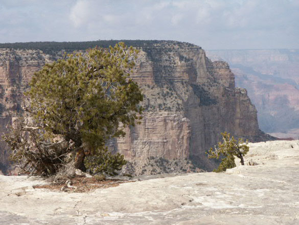 grand-canyon.jpg