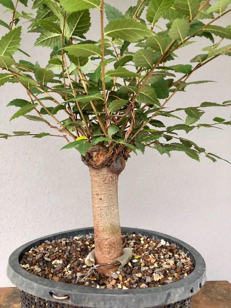 Juli 2019