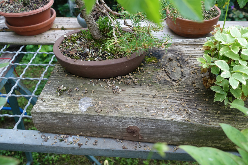 hier stand ein Schälchen mit Rhodohypoxis...