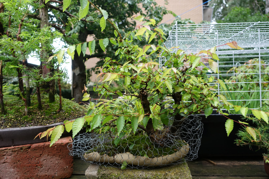 Zelkova-serrata01_2019-11.JPG