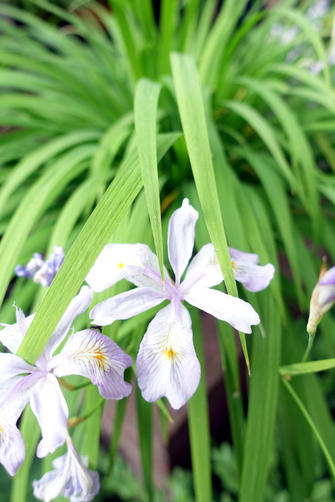 die kleine Iris gracilipes hat schon Anfang Juni geblüht