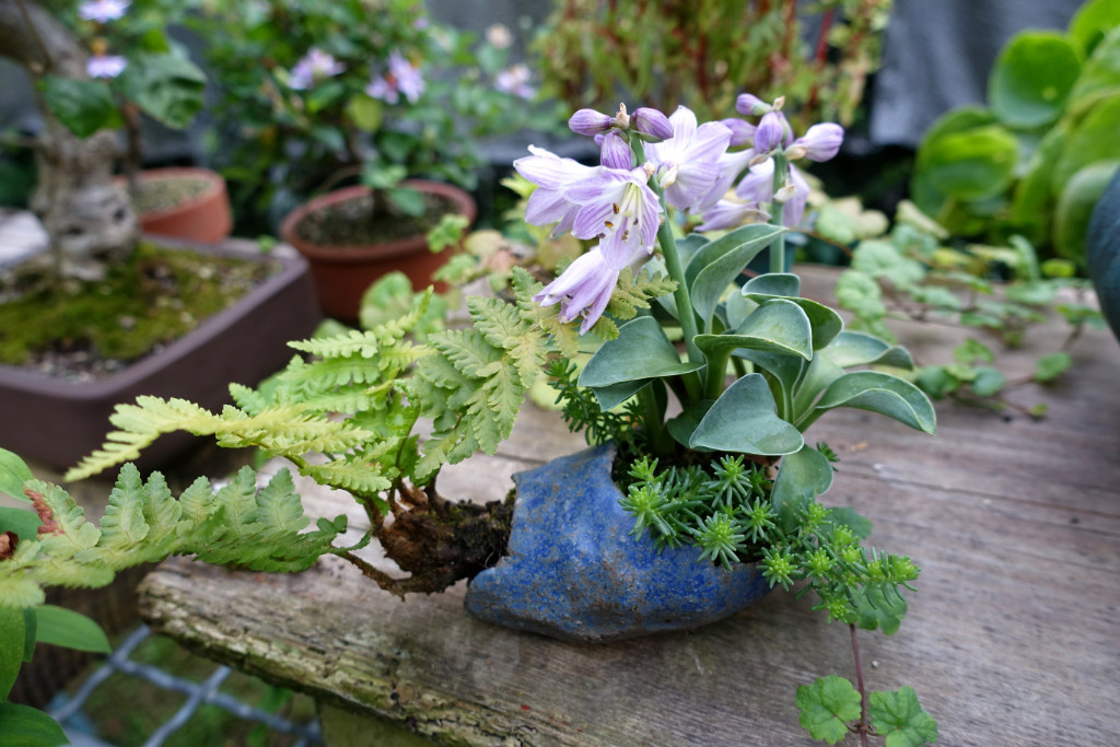 noch eine Hosta 'Blue Mouse Ears' mit Wurmfarn und Sedum
