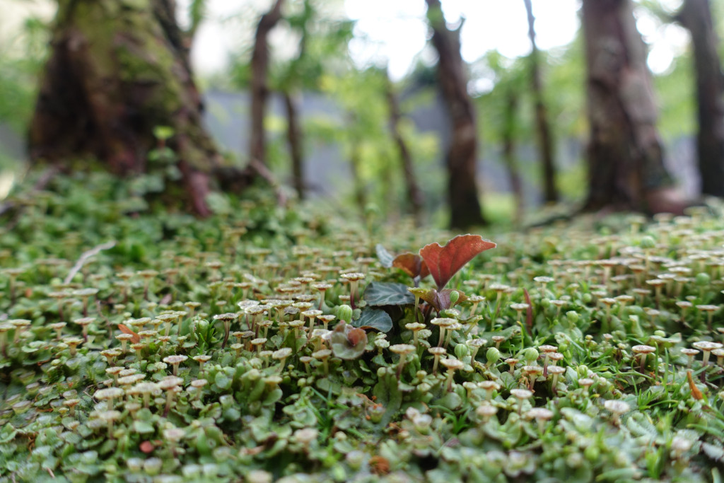 Metasequoia05_2019-04.JPG