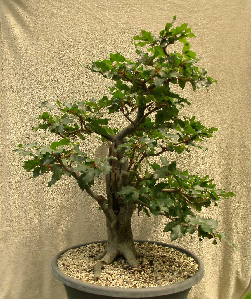 Höhe 93 cm
