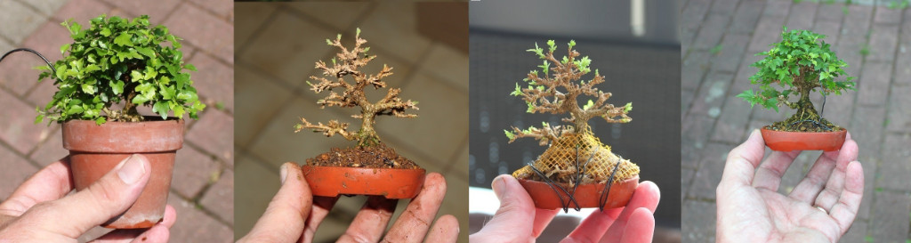 premna 2018-2019.JPG