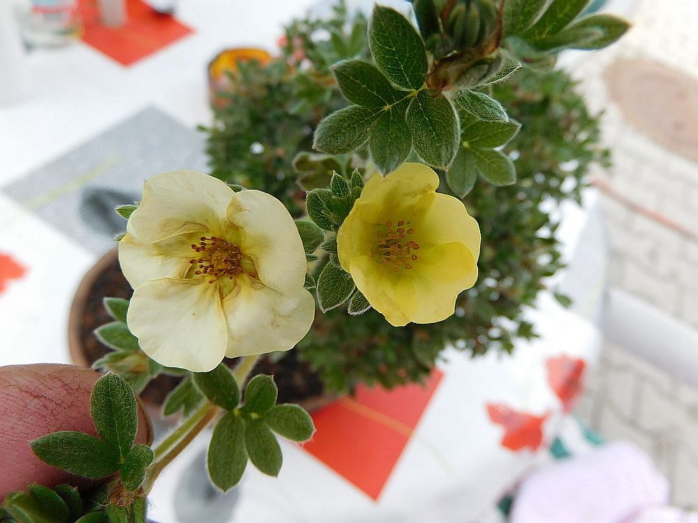 2019-07-19-Poti-Martha-d-Blüte1.JPG