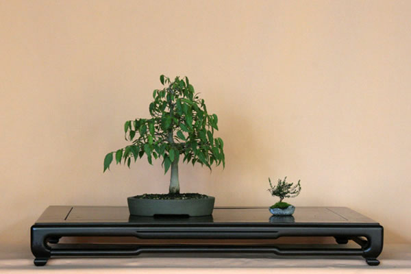 Zürgelbaum von Johannes