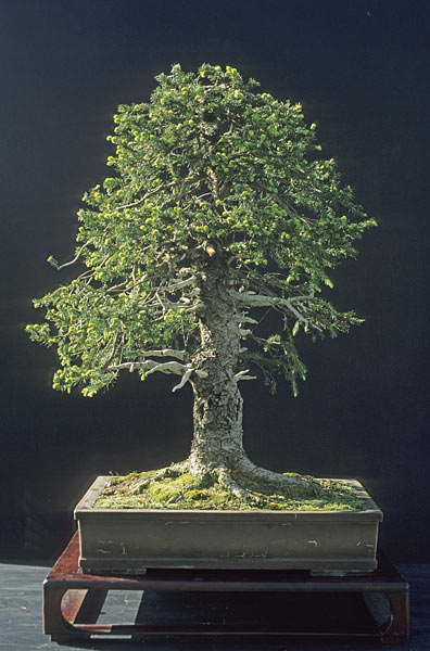 1999-05-Bild12.jpg