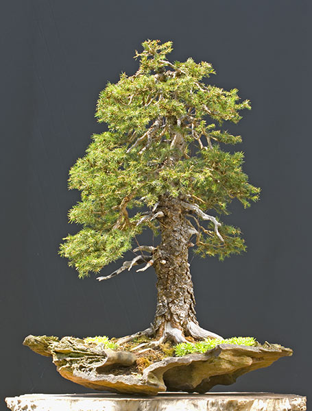 2010-06-NSC_9989v.jpg