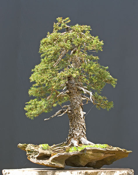 2010-06-NSC_9990v.jpg