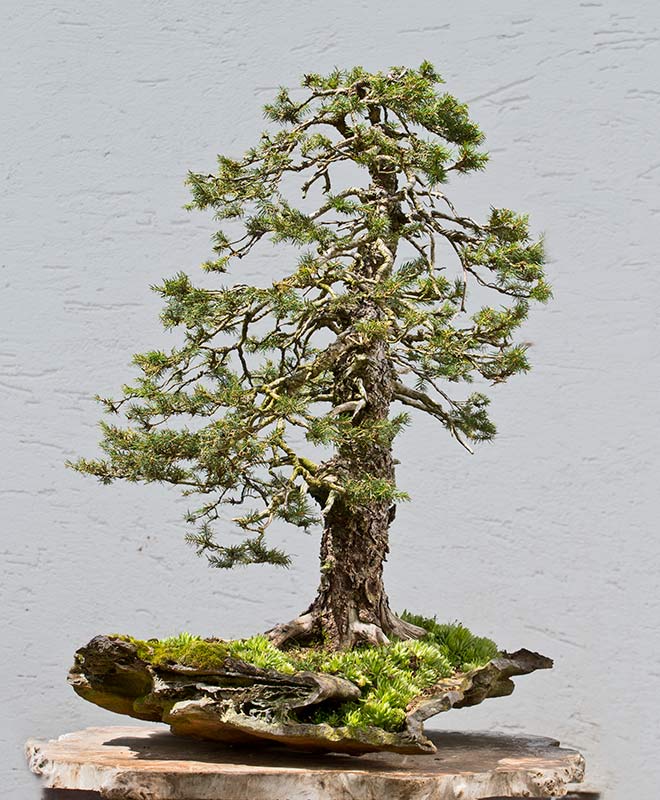 2019-07-TSB_0667ofw.jpg