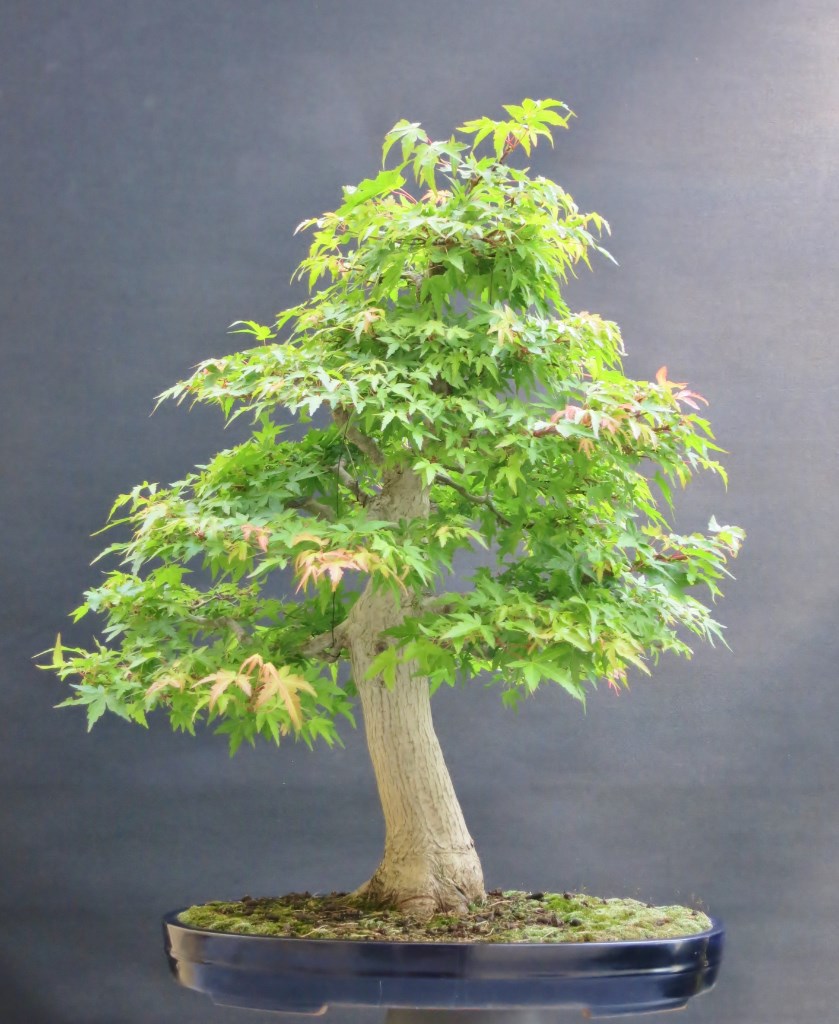 Palmatum 24.7.2019.JPG