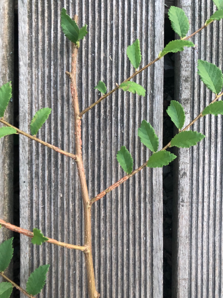 gut 50 cm langer Ulmentrieb aus 2019