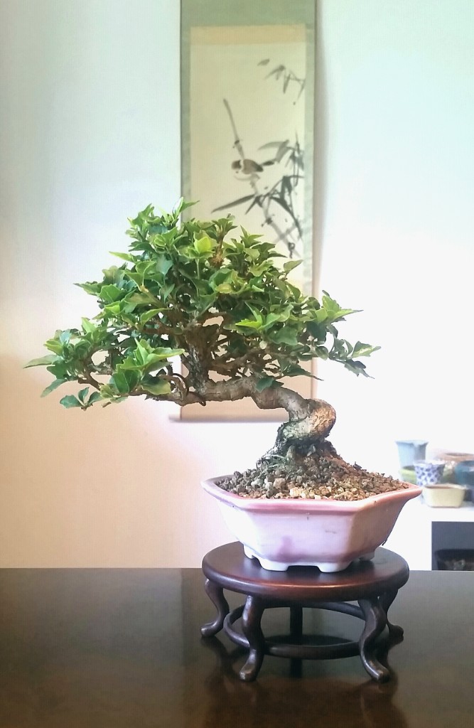 Premna
