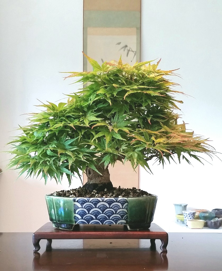 Acer palmatum