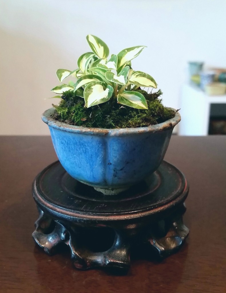 Winzige Hosta "Pandoras Box"