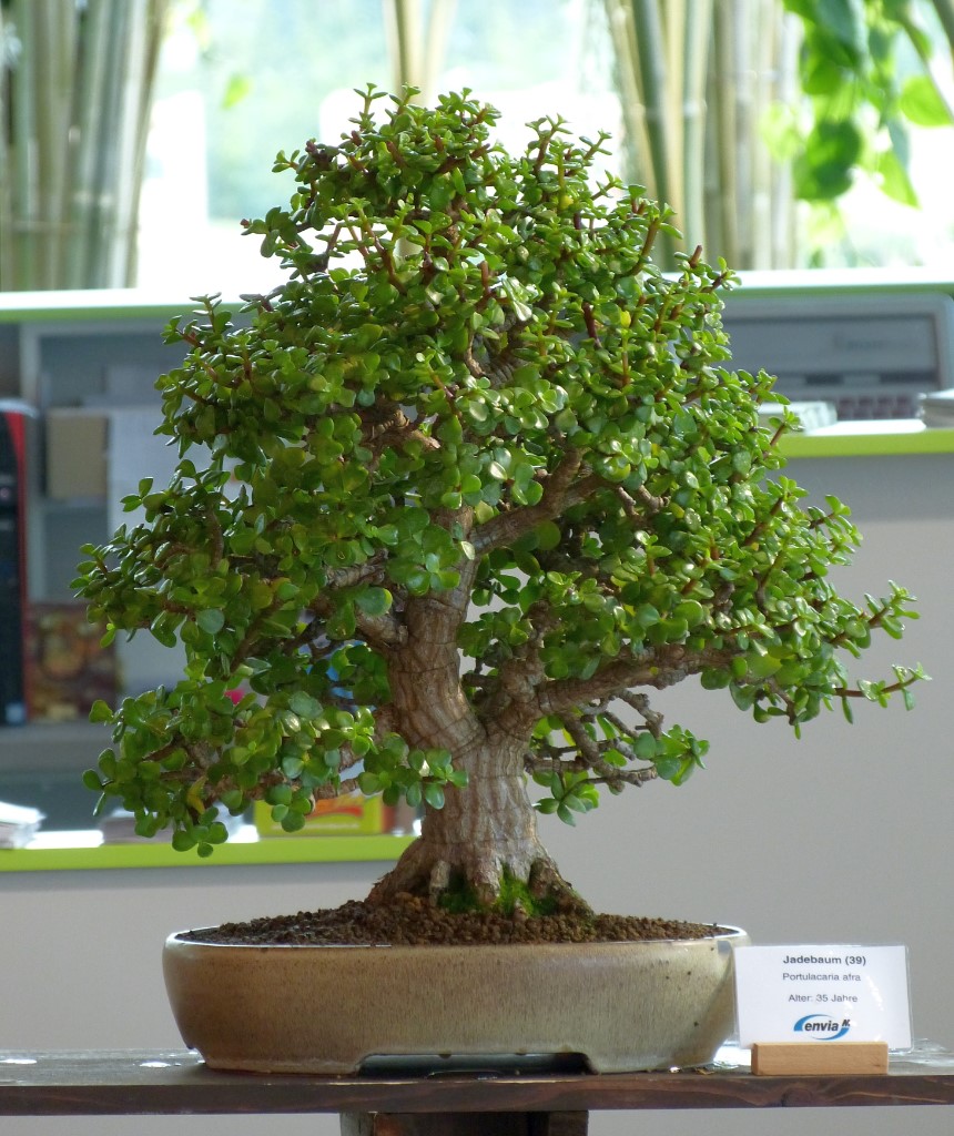 P1090229.JPG