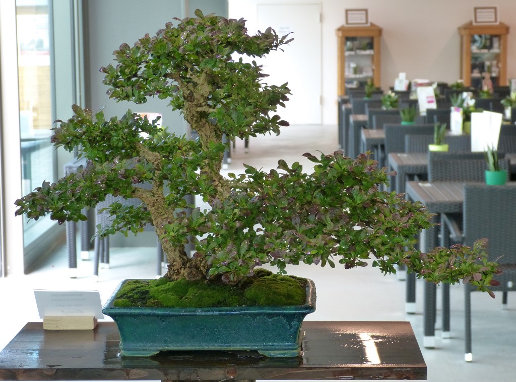 P1090231.JPG