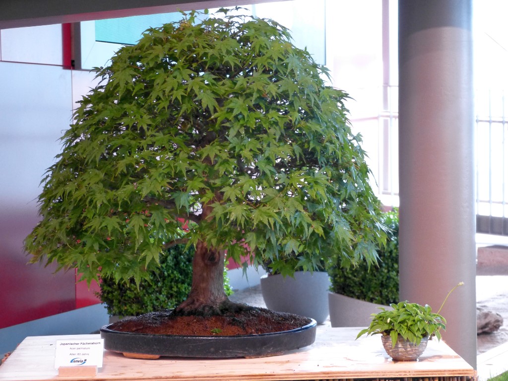 P1090237.JPG
