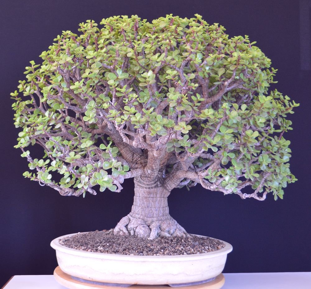 Portulacaria a. gr. 29,7,19.jpg