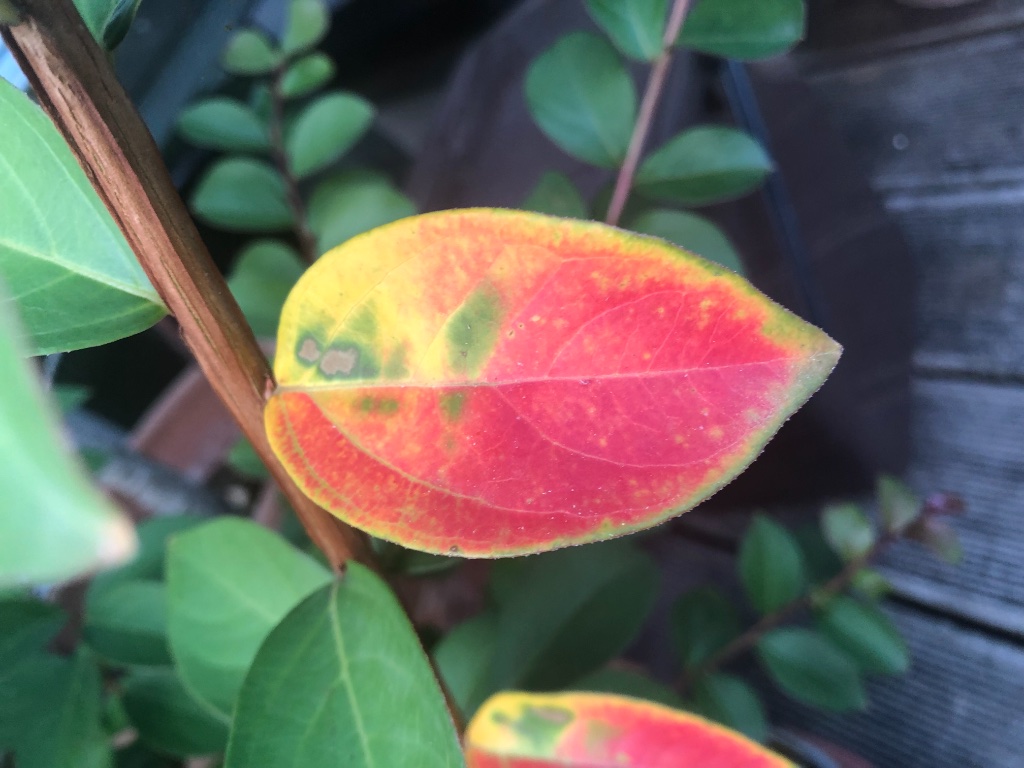 29. Juli 2019