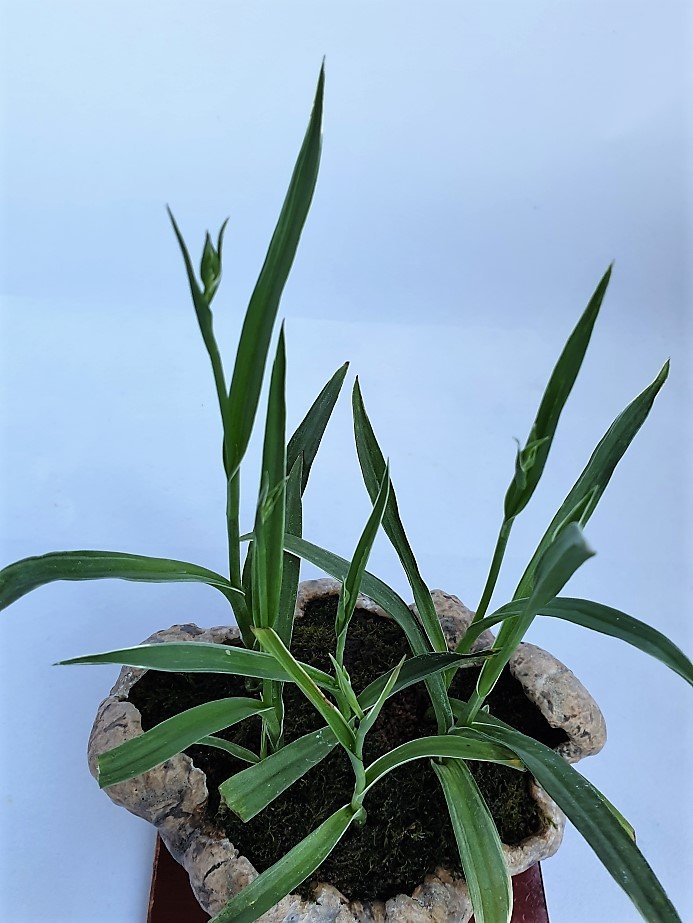 Vogelblumen aus der Nähe