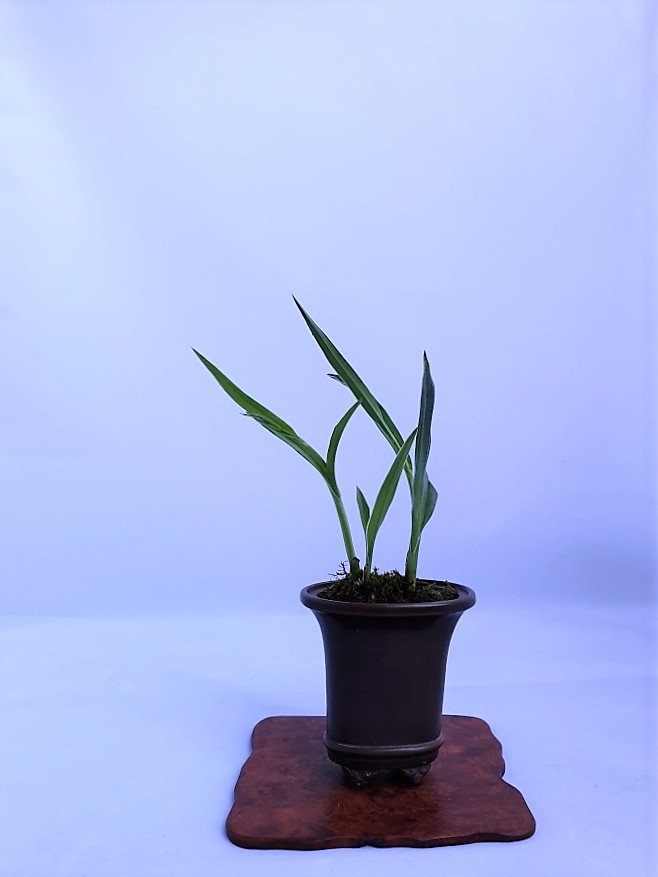 Vogelblumen in Yixing Schale
