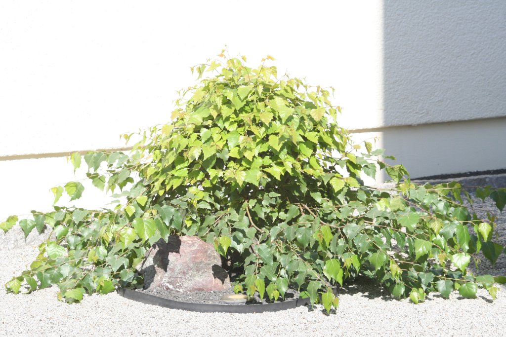 Sai in der Wachstumsphase