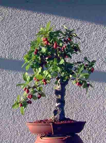 new_Malus.jpg