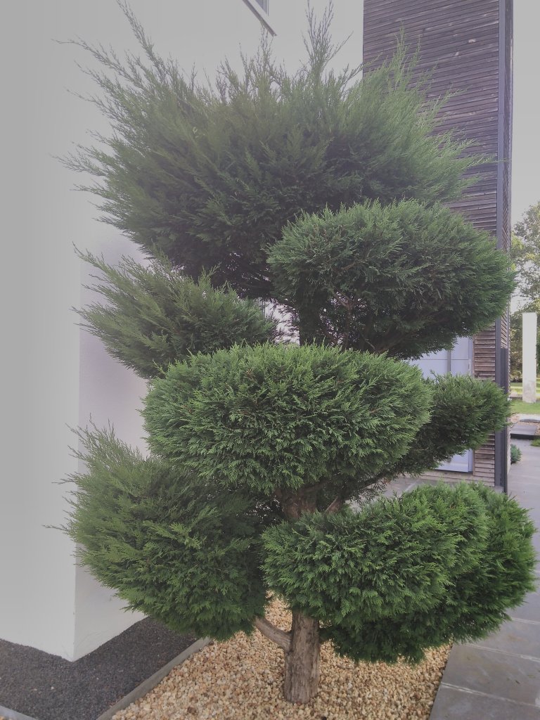 nach 4 Stunden mit der Gartenschere