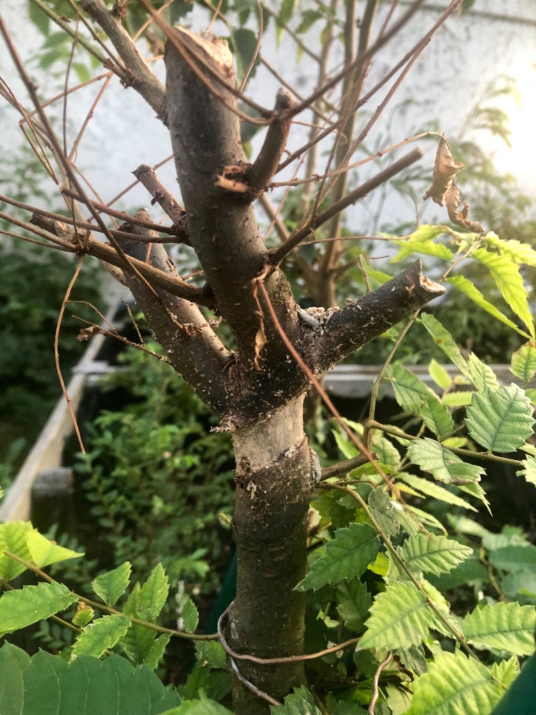 Verdorrte Gipfelabmoosung Ende Juli 2019