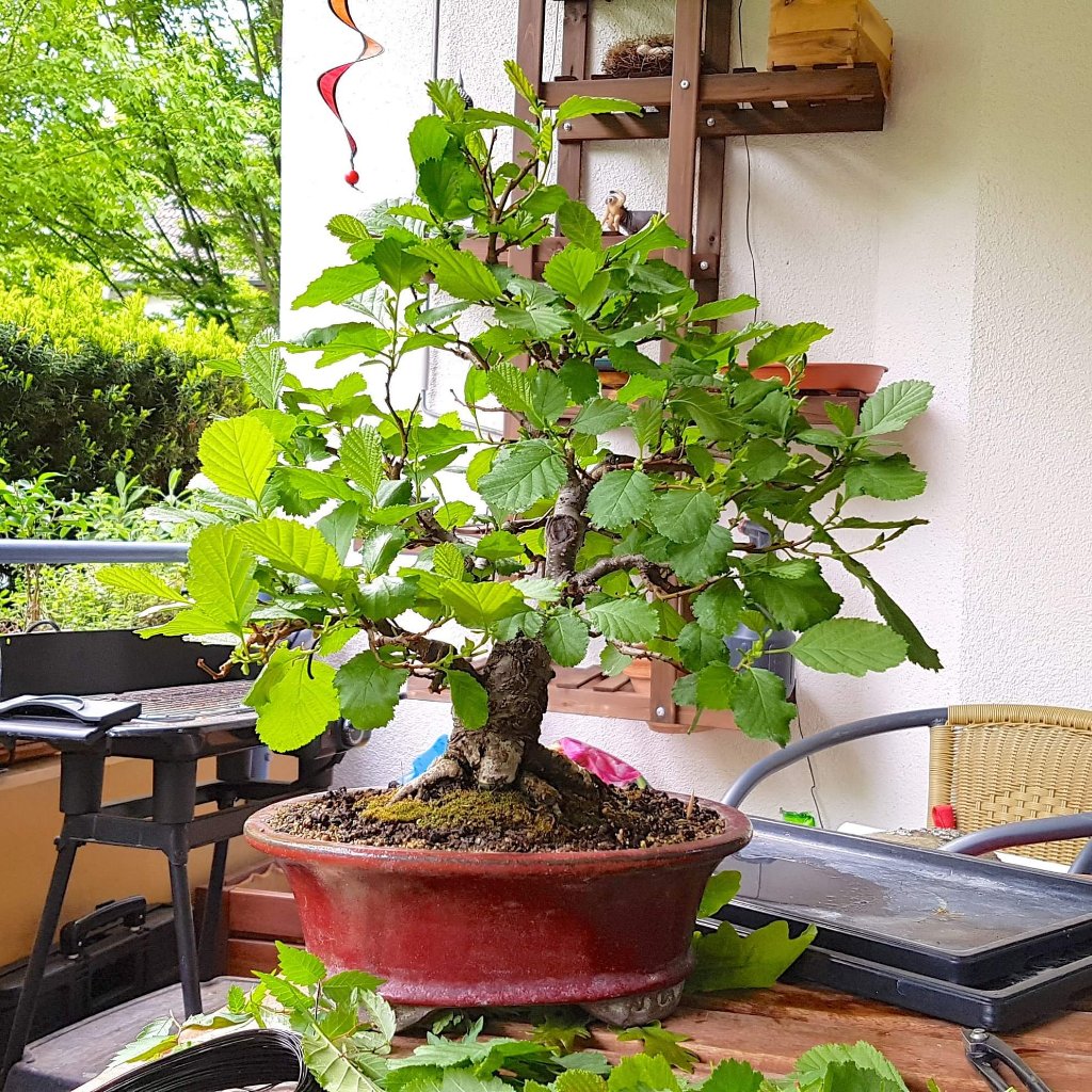 Nach Schnitt