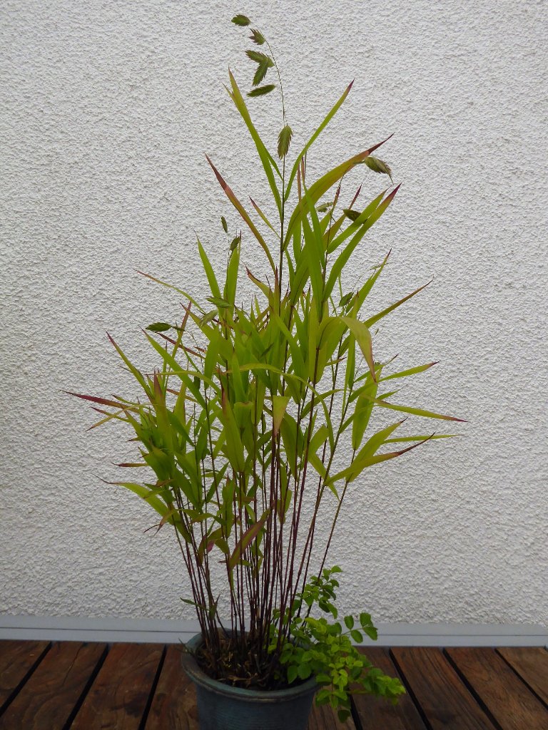 Plattährengras