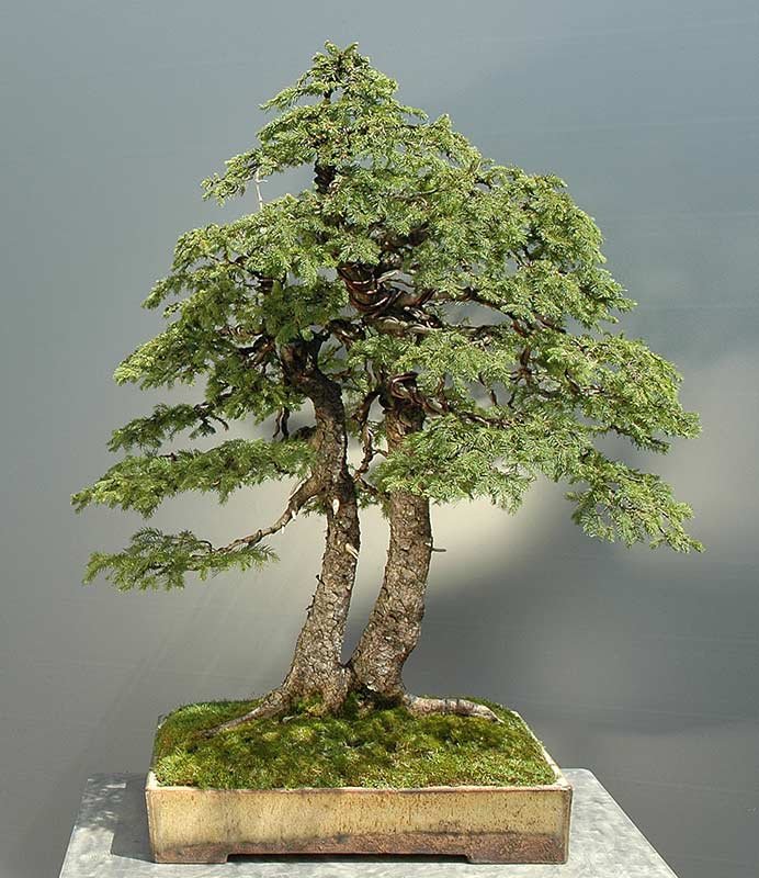 2004-06-d01w.jpg