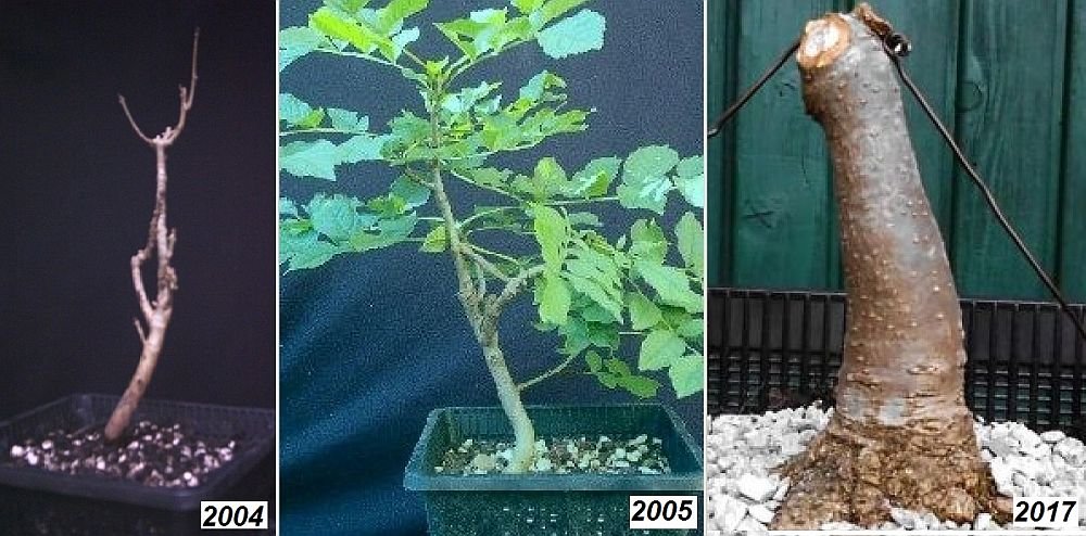 "Entwicklung" 2004 bis 2017