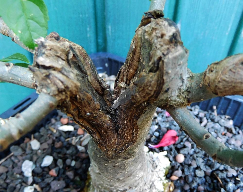 Esche_5_2019_08-10-detail.JPG