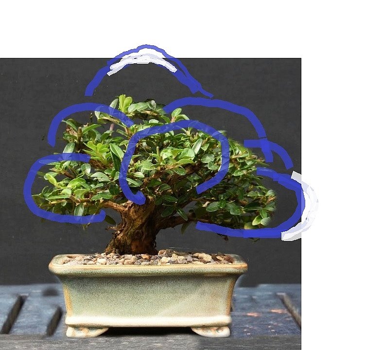 Lonicera_bock_virt-abardo_b.jpg