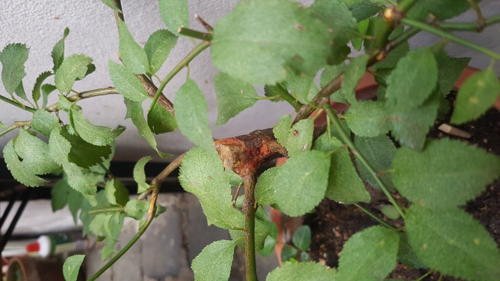 20190820_163743.jpg