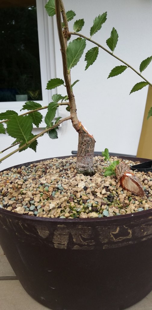 2019, Juli