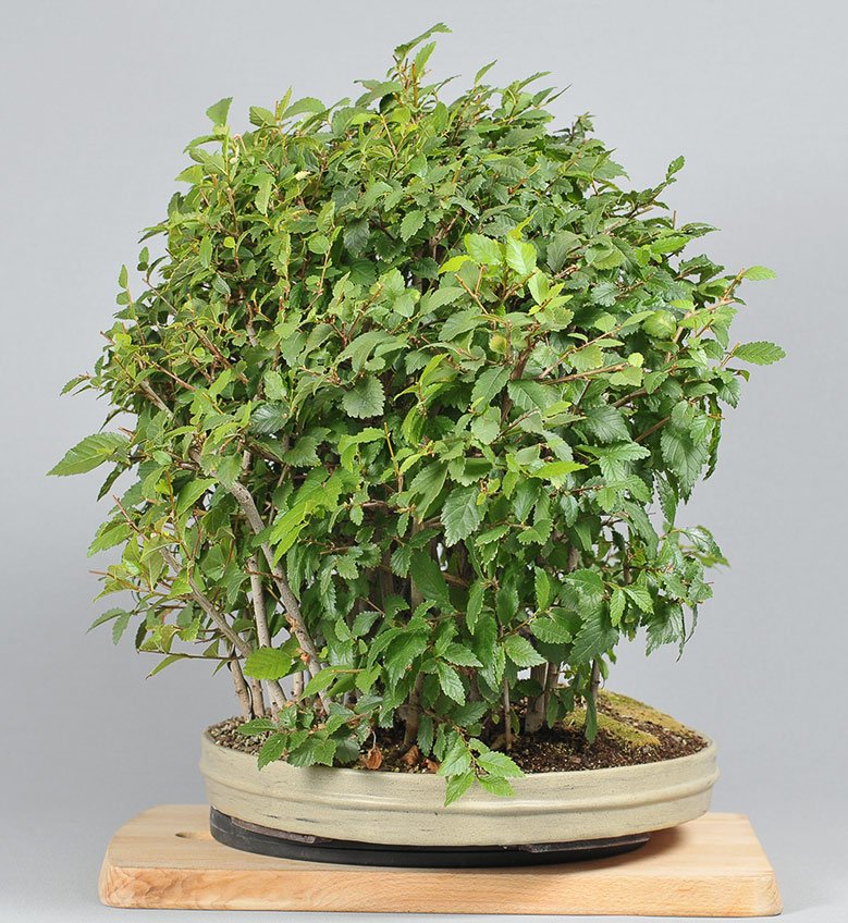 FS3_1656.jpg