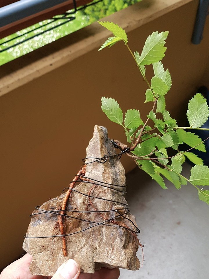 59421712_302969033949392_2212028180301086720_n.jpg