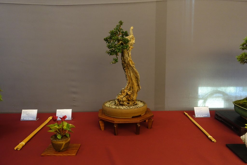 DSC07310.JPG