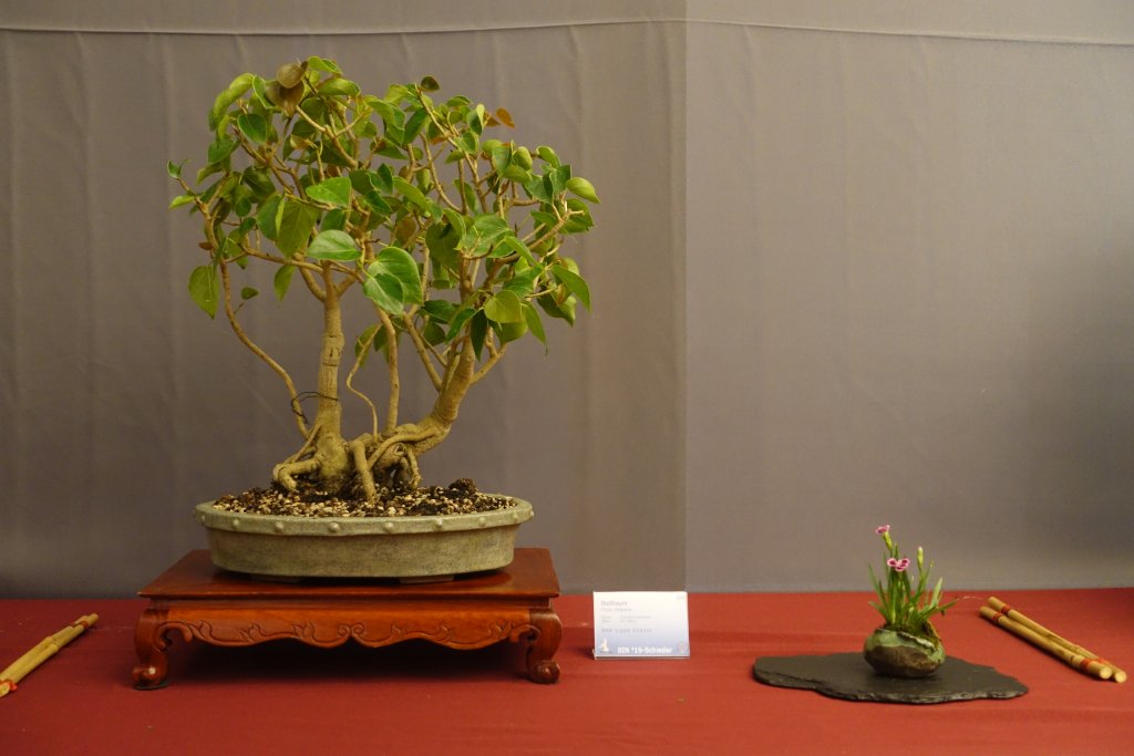 Ficus religiosa - eine weitere Rarität